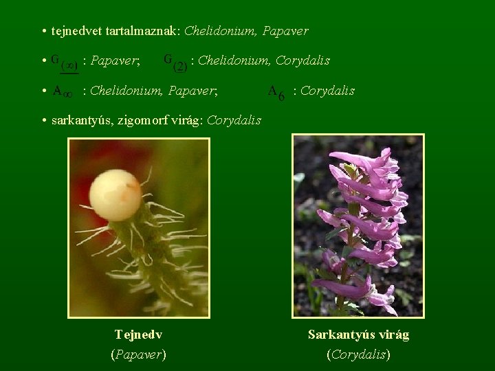  • tejnedvet tartalmaznak: Chelidonium, Papaver • : Papaver; • : Chelidonium, Papaver; :