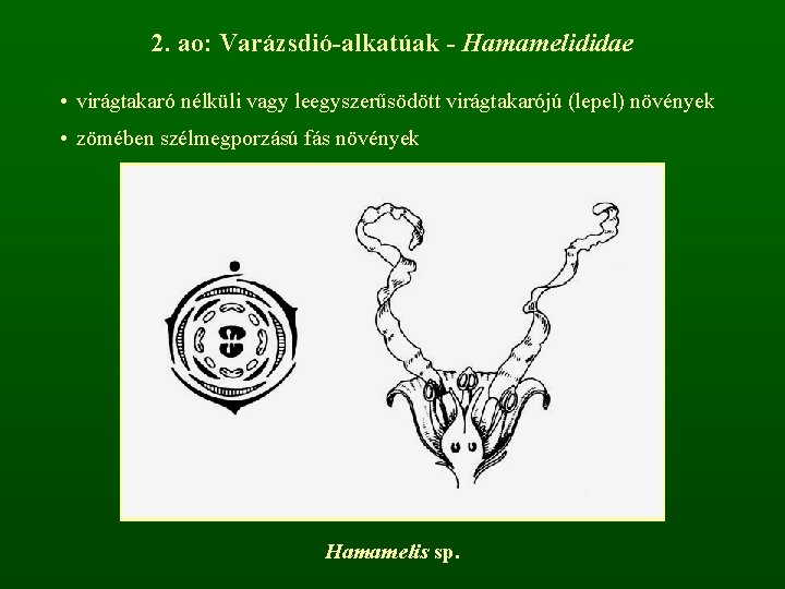 2. ao: Varázsdió-alkatúak - Hamamelididae • virágtakaró nélküli vagy leegyszerűsödött virágtakarójú (lepel) növények •