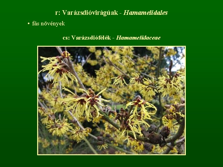 r: Varázsdióvirágúak - Hamamelidales • fás növények cs: Varázsdiófélék - Hamamelidaceae 