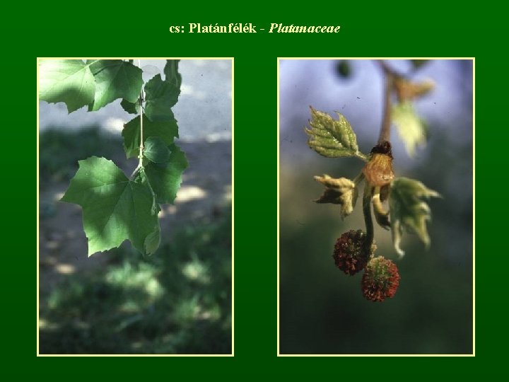 cs: Platánfélék - Platanaceae 