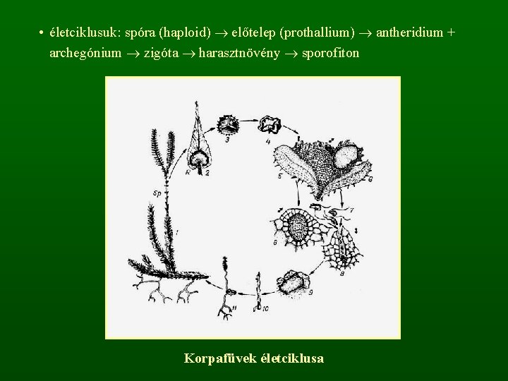 • életciklusuk: spóra (haploid) előtelep (prothallium) antheridium + archegónium zigóta harasztnövény sporofiton Korpafüvek