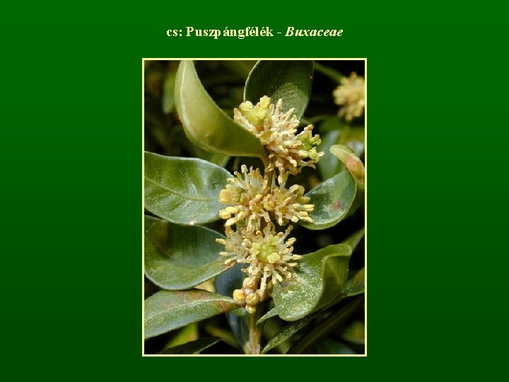 cs: Puszpángfélék - Buxaceae 