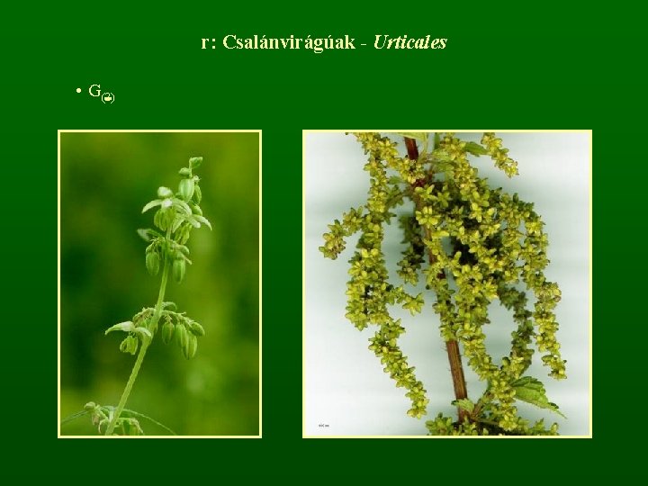 r: Csalánvirágúak - Urticales • G(2) 