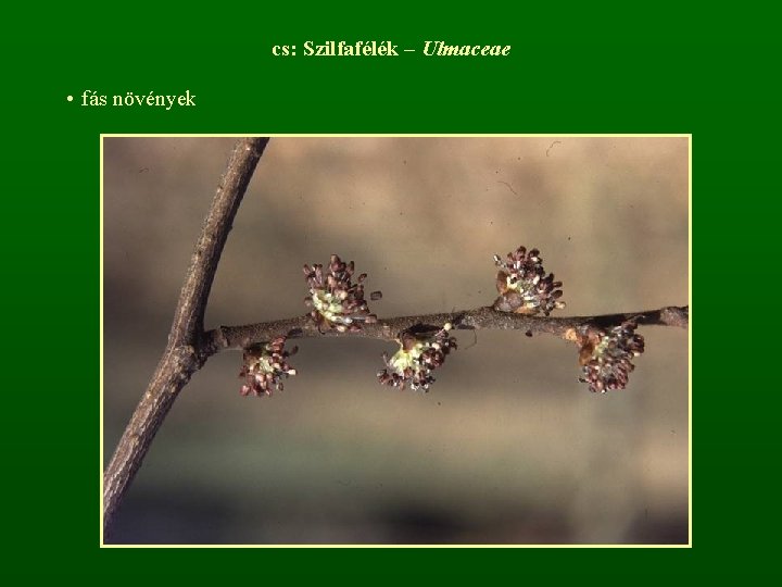 cs: Szilfafélék – Ulmaceae • fás növények 