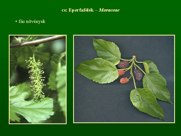 cs: Eperfafélék – Moraceae • fás növények 