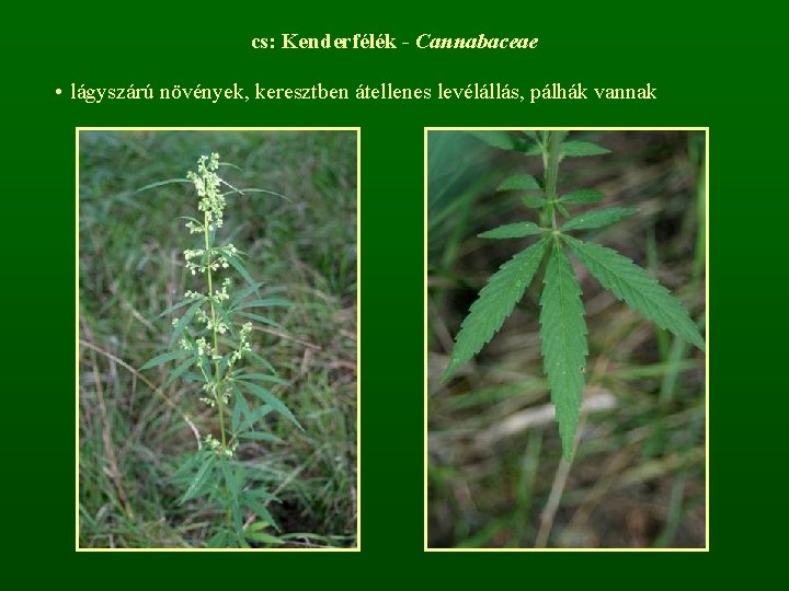 cs: Kenderfélék - Cannabaceae • lágyszárú növények, keresztben átellenes levélállás, pálhák vannak 