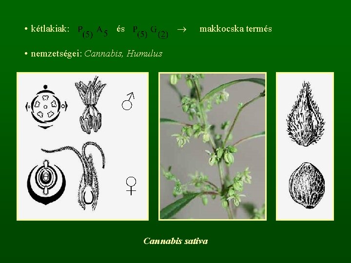  • kétlakiak: és makkocska termés • nemzetségei: Cannabis, Humulus ♂ ♀ Cannabis sativa