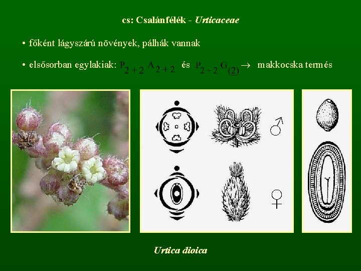 cs: Csalánfélék - Urticaceae • főként lágyszárú növények, pálhák vannak • elsősorban egylakiak: és