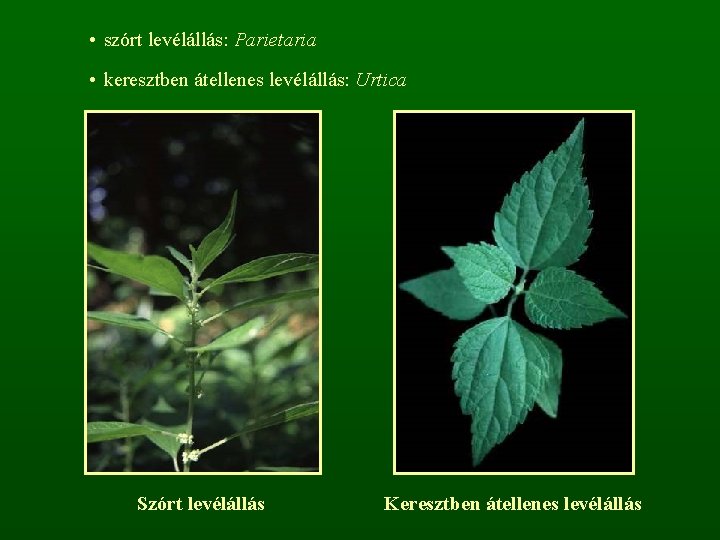  • szórt levélállás: Parietaria • keresztben átellenes levélállás: Urtica Szórt levélállás Keresztben átellenes