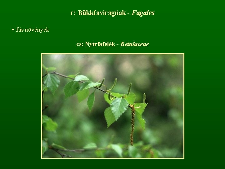 r: Bükkfavirágúak - Fagales • fás növények cs: Nyírfafélék - Betulaceae 