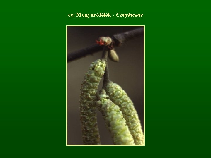 cs: Mogyorófélék - Corylaceae 
