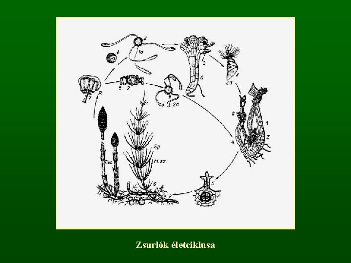 Zsurlók életciklusa 
