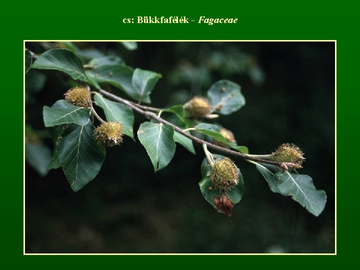 cs: Bükkfafélék - Fagaceae 