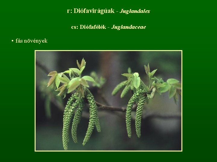 r: Diófavirágúak - Juglandales cs: Diófafélék - Juglandaceae • fás növények 