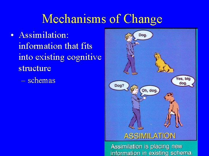 Mechanisms of Change • Assimilation: information that fits into existing cognitive structure – schemas