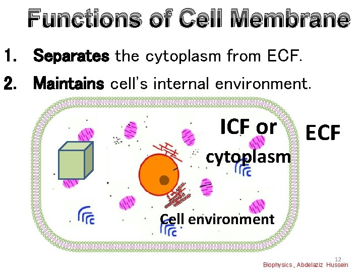 Functions of Cell Membrane 1. Separates the cytoplasm from ECF. 2. Maintains cell's internal