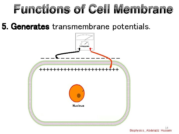 Functions of Cell Membrane 5. Generates transmembrane potentials. ________ ++++++++++++ 14 Biophysics , Abdelaziz