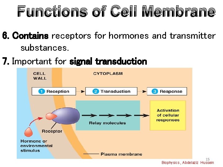 Functions of Cell Membrane 6. Contains receptors for hormones and transmitter substances. 7. Important