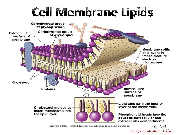 Cell Membrane Lipids 20 Biophysics , Abdelaziz Hussein 