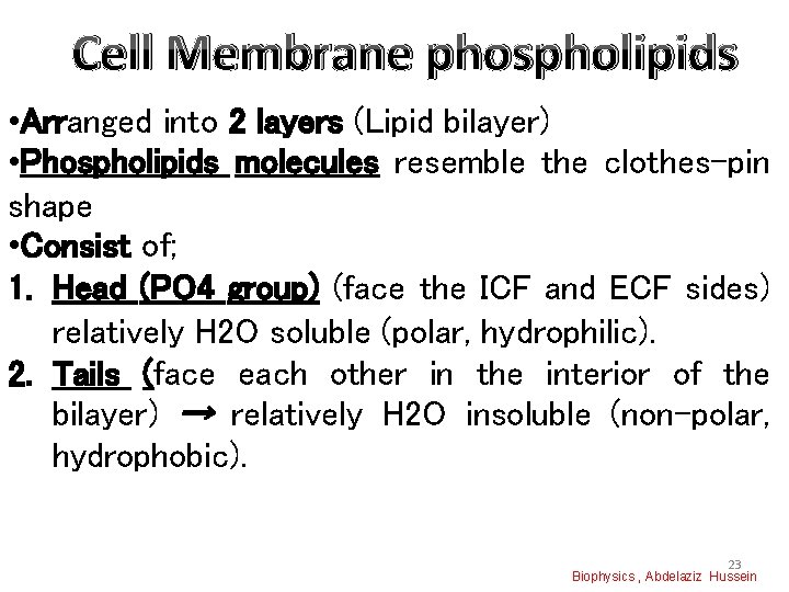 Cell Membrane phospholipids • Arranged into 2 layers (Lipid bilayer) • Phospholipids molecules resemble