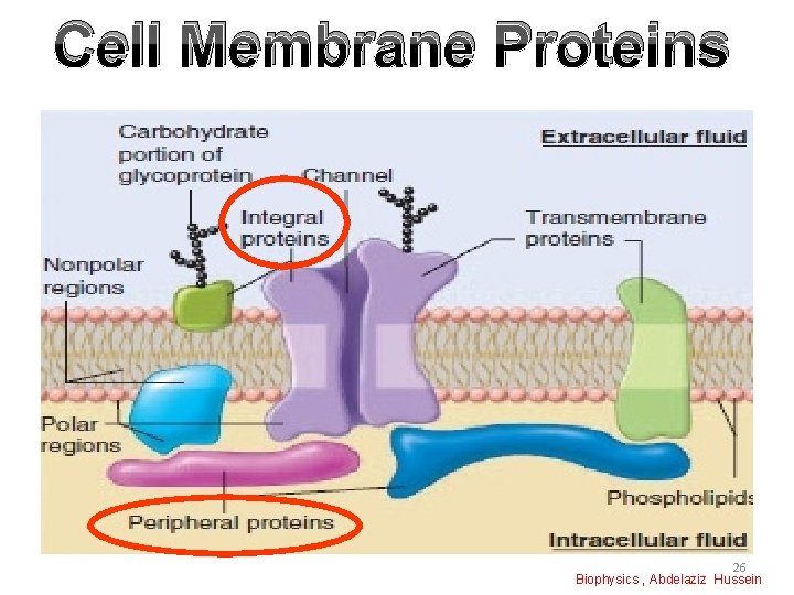 Cell Membrane Proteins 26 Biophysics , Abdelaziz Hussein 