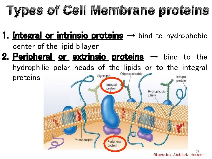 Types of Cell Membrane proteins 1. Integral or intrinsic proteins → bind to hydrophobic