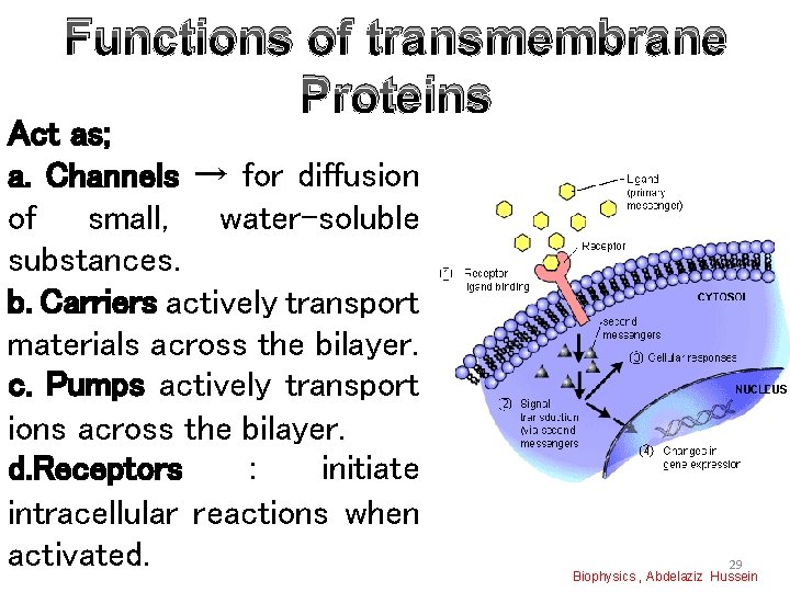 Functions of transmembrane Proteins Act as; a. Channels → for diffusion of small, water–soluble