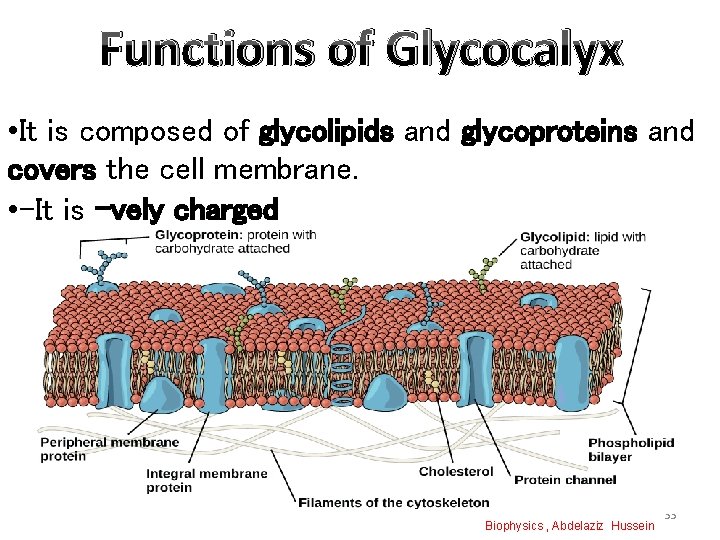 Functions of Glycocalyx • It is composed of glycolipids and glycoproteins and covers the