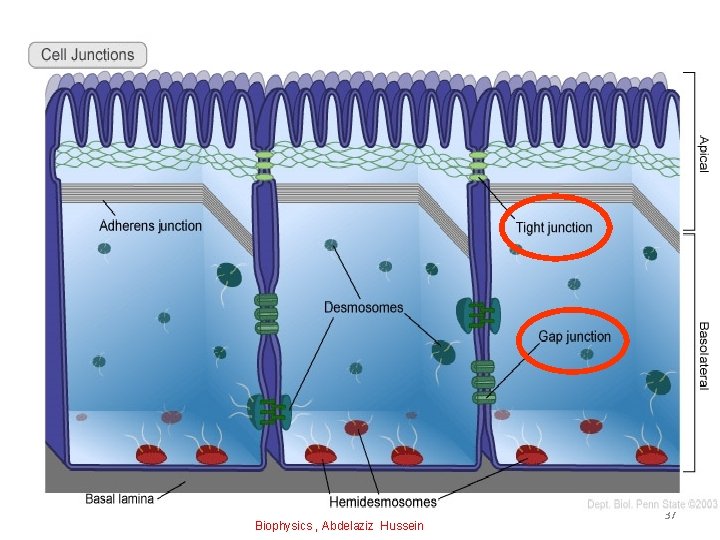 Biophysics , Abdelaziz Hussein 37 
