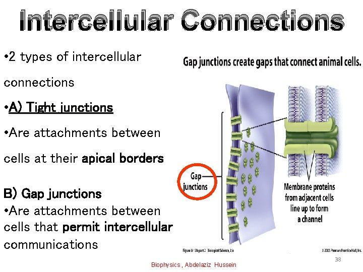 Intercellular Connections • 2 types of intercellular connections • A) Tight junctions • Are