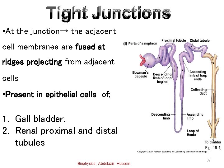 Tight Junctions • At the junction→ the adjacent cell membranes are fused at ridges