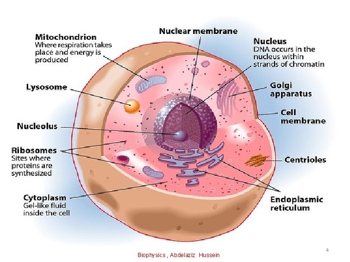 Biophysics , Abdelaziz Hussein 4 