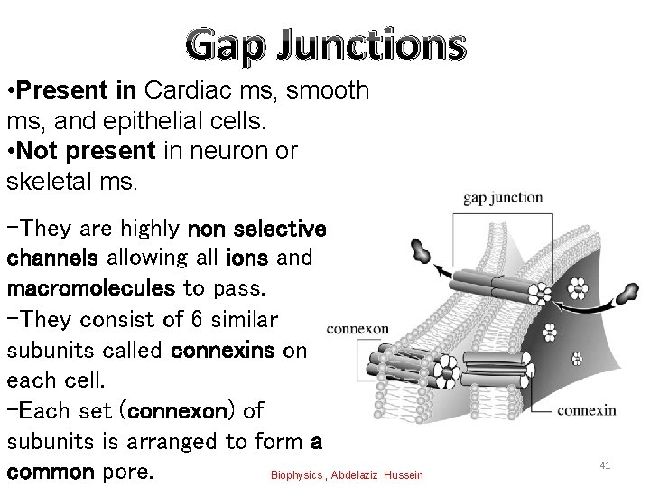 Gap Junctions • Present in Cardiac ms, smooth ms, and epithelial cells. • Not