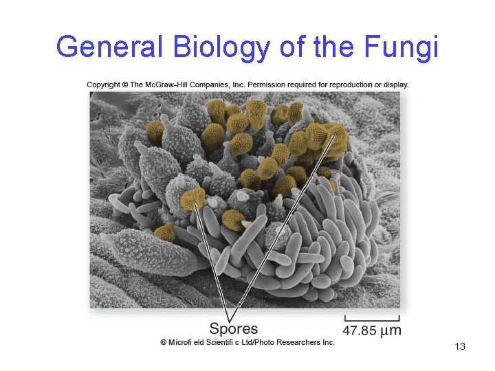 General Biology of the Fungi 13 