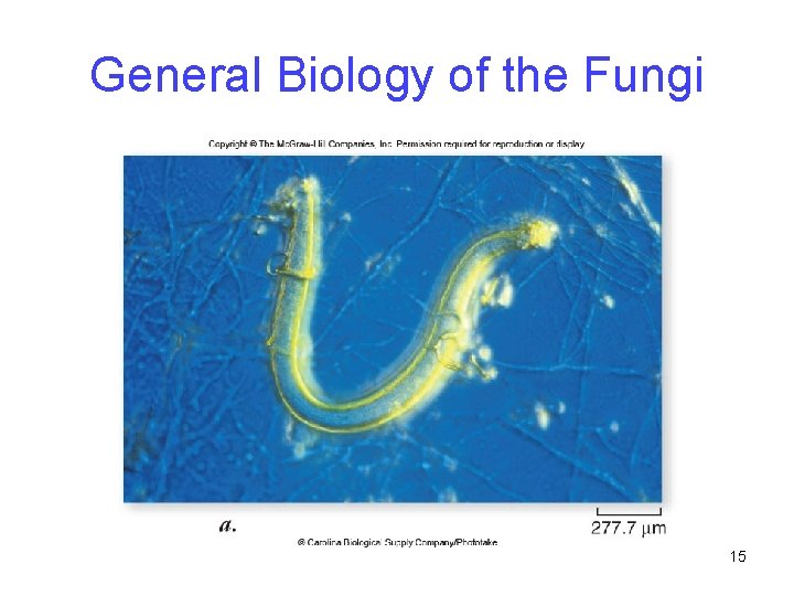 General Biology of the Fungi 15 