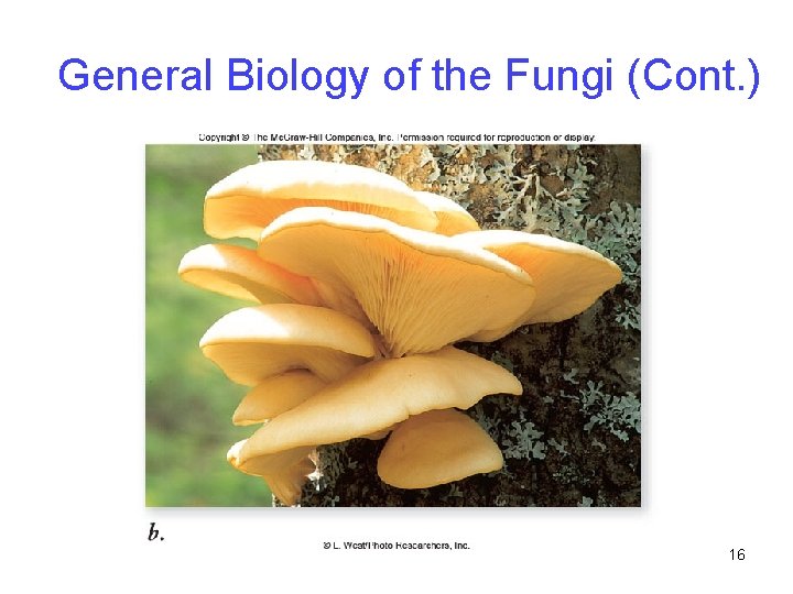 General Biology of the Fungi (Cont. ) 16 