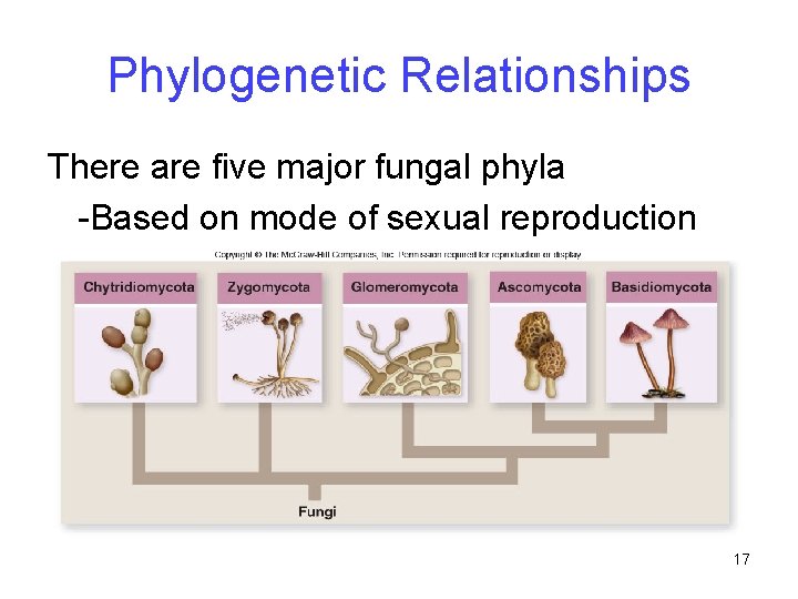 Phylogenetic Relationships There are five major fungal phyla -Based on mode of sexual reproduction