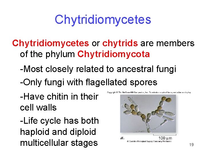 Chytridiomycetes or chytrids are members of the phylum Chytridiomycota -Most closely related to ancestral