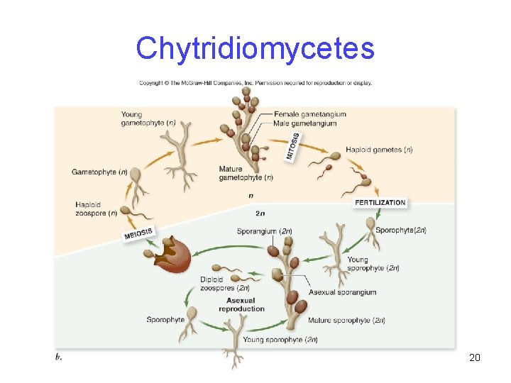Chytridiomycetes 20 