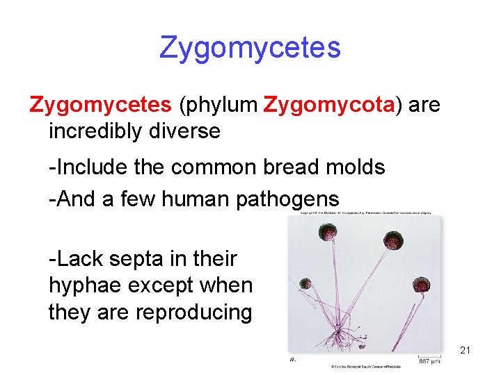 Zygomycetes (phylum Zygomycota) are incredibly diverse -Include the common bread molds -And a few