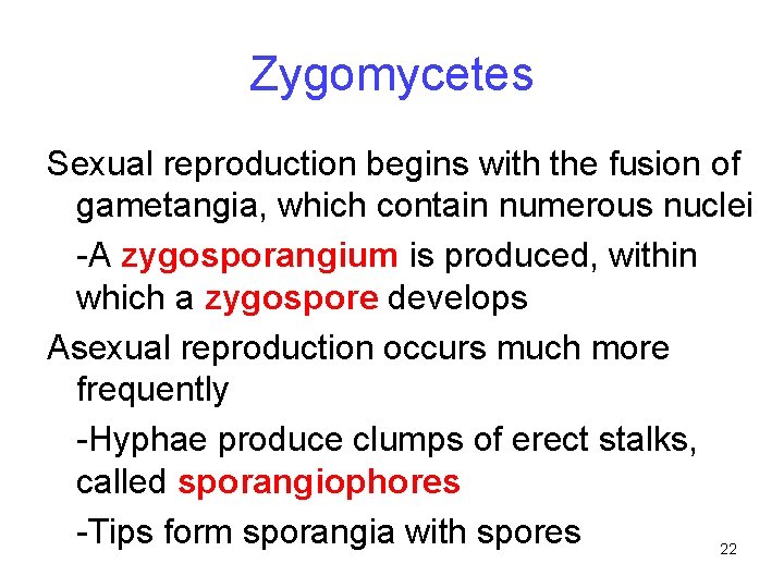 Zygomycetes Sexual reproduction begins with the fusion of gametangia, which contain numerous nuclei -A