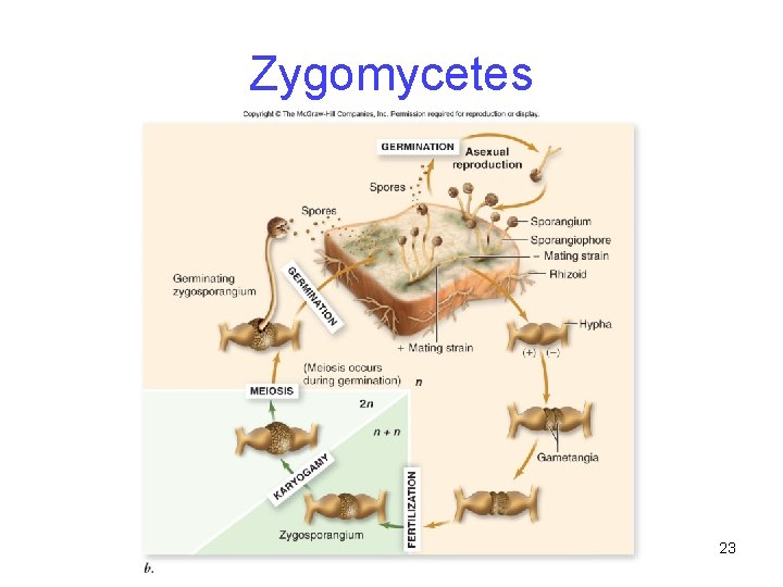 Zygomycetes 23 