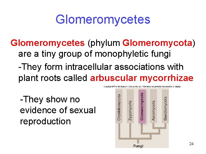 Glomeromycetes (phylum Glomeromycota) are a tiny group of monophyletic fungi -They form intracellular associations