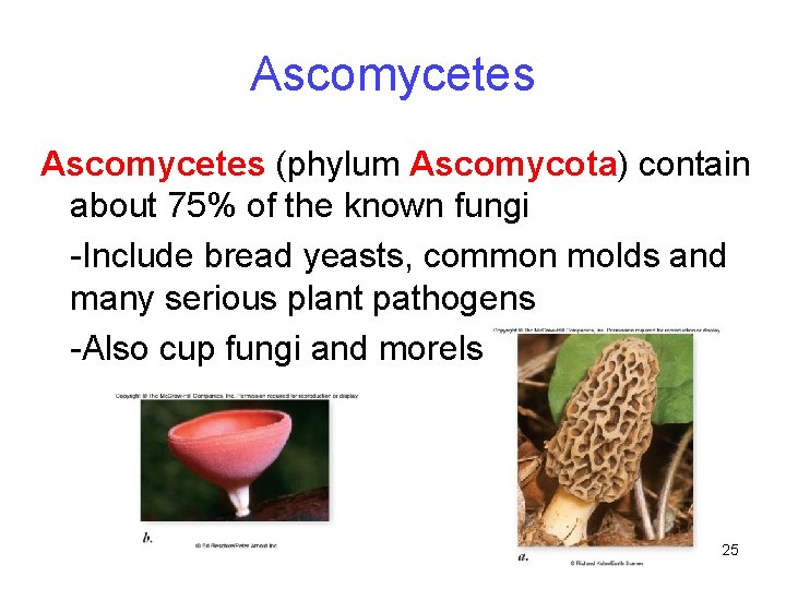 Ascomycetes (phylum Ascomycota) contain about 75% of the known fungi -Include bread yeasts, common