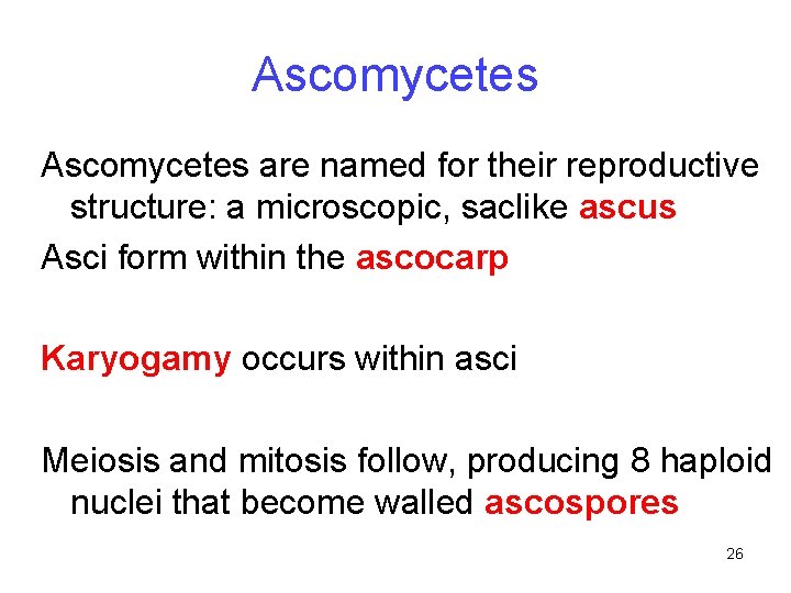 Ascomycetes are named for their reproductive structure: a microscopic, saclike ascus Asci form within