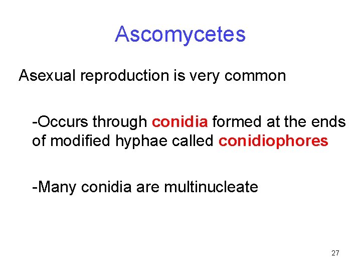 Ascomycetes Asexual reproduction is very common -Occurs through conidia formed at the ends of