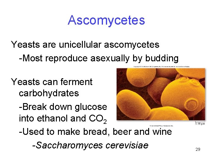 Ascomycetes Yeasts are unicellular ascomycetes -Most reproduce asexually by budding Yeasts can ferment carbohydrates