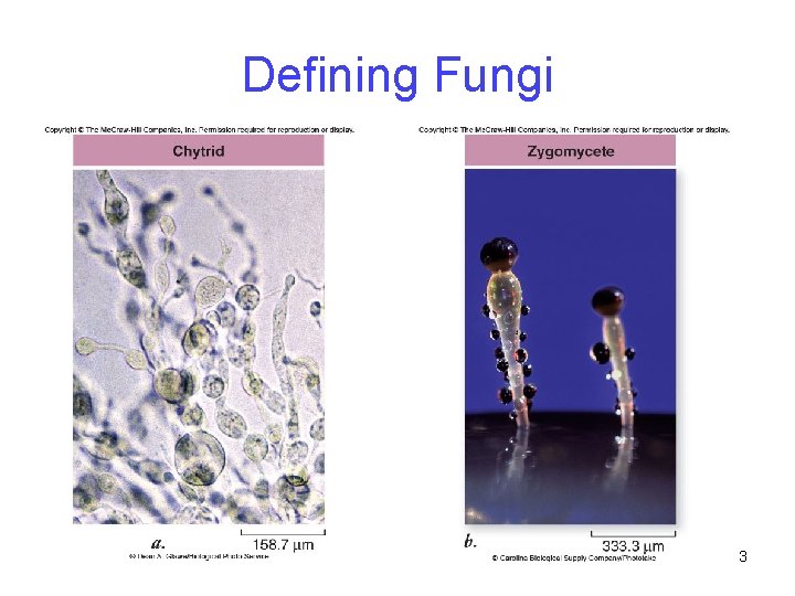 Defining Fungi 3 