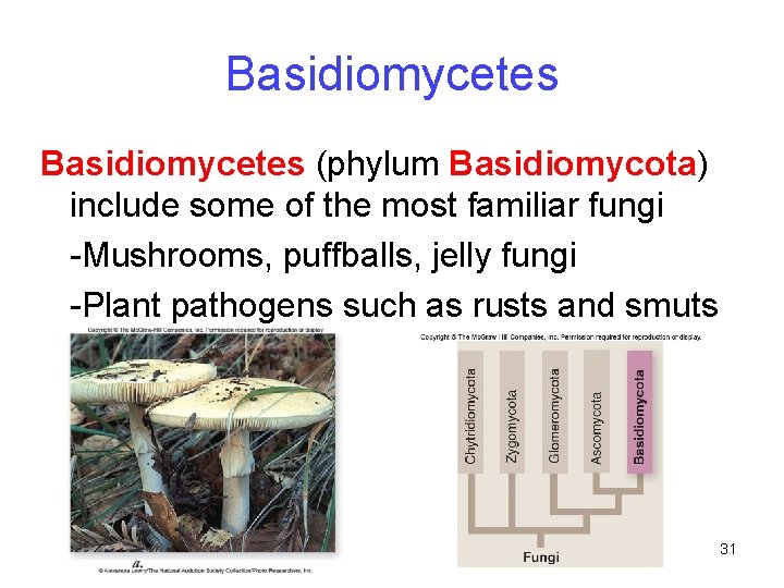 Basidiomycetes (phylum Basidiomycota) include some of the most familiar fungi -Mushrooms, puffballs, jelly fungi