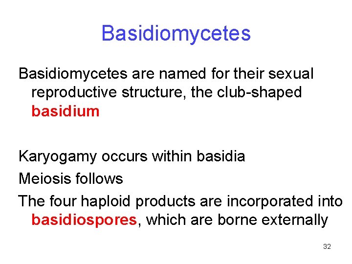 Basidiomycetes are named for their sexual reproductive structure, the club-shaped basidium Karyogamy occurs within